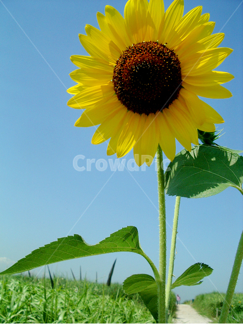 해바라기,꽃,하늘,sunflower,sky,flower,flora,bloom,감성,여름,summer,자연,식물,식물,자연,plants,nature,꽃,flower