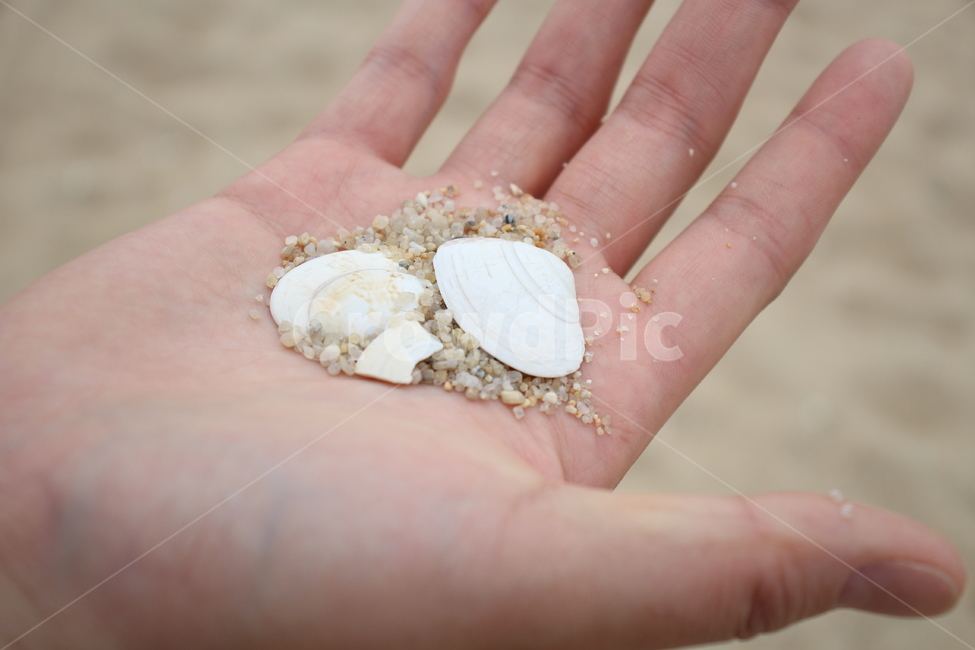 조개,바다,손,모래,해변,beach,사람