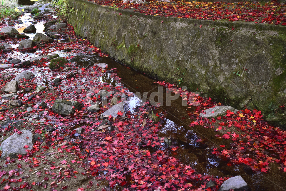 가을,단풍잎,낙엽,빨강색,개울,가을배경,가을분위기,가을서정,가을감성,감성풍경,감성사진,시즌,계절,늦가을,야외,옥외,아웃도어,배경,바탕,백그라운드,background,outdoor,season,red,leaf,maple,잎,plant,단풍,식물,tree,나무,메이플,한국자연경관,한국자연풍경,풍경,석축,물,water,워터,가을,계절,fall,autumn,season,blossom,꽃,petal,꽃잎,flower