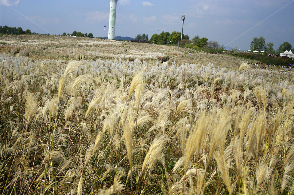 공원,식물,plant,가을,억새,자연,하늘,구름,풍경,자연,풍경,nature,landscape
