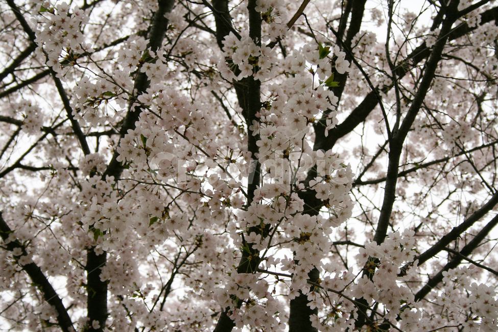 벚꽃,산책,봄,봄날,감성,spring,flower,풍경,식물,새싹,잎,초록,꽃,분홍색,하얀,흰색,white,봄,계절,spring,season,식물,자연,plants,nature,꽃,flower,plant,blossom