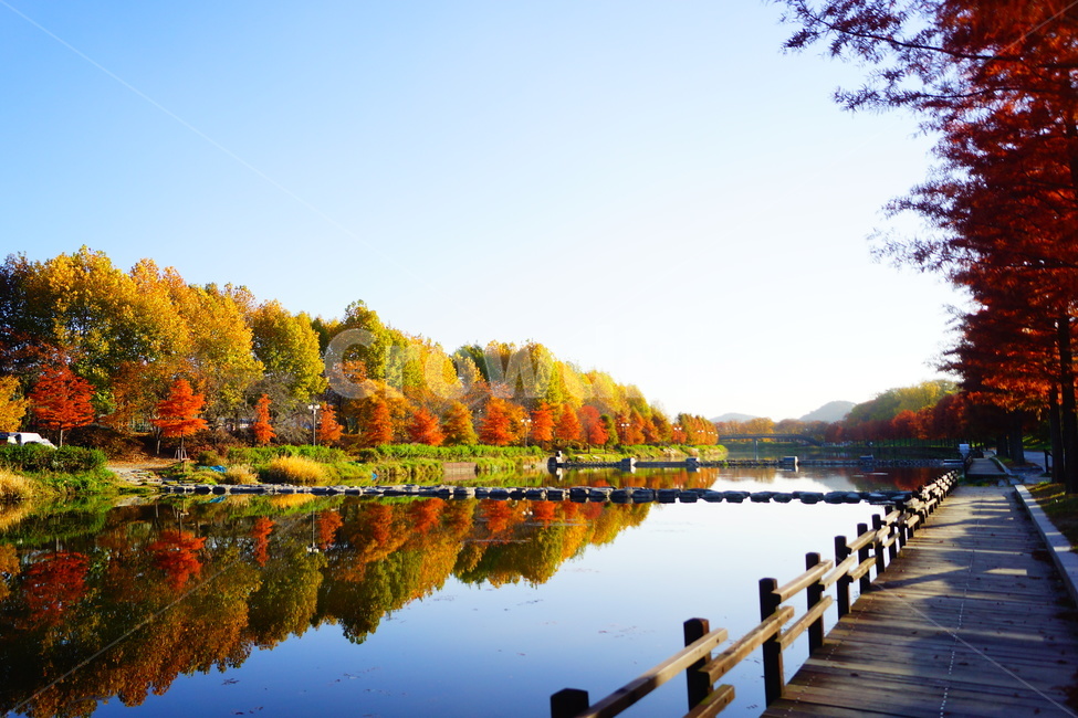 담양,광주근교,메타세콰이어,가로수,강변,가로수길,가을,계절,fall,autumn,season,자연,풍경,nature,landscape,water,물,outdoors,옥외