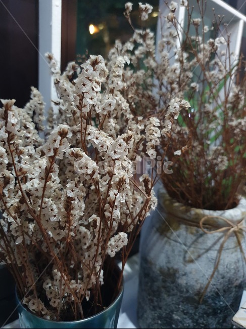 화분,꽃,꽃병,plant,식물,flowerpot,flower,vase,식물,자연,plants,nature,꽃,flower