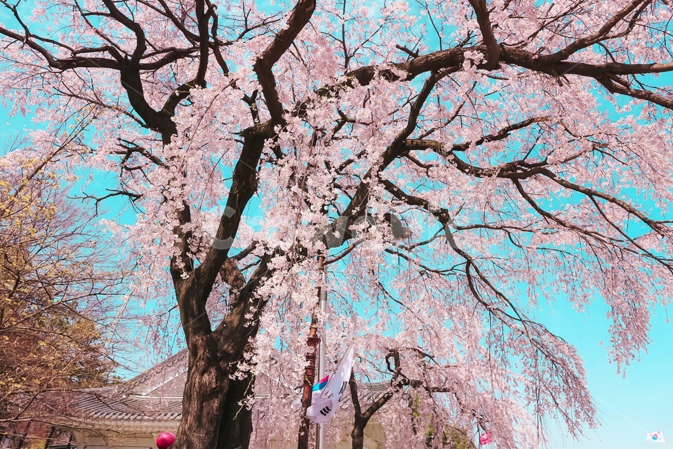 봄,벚꽃,꽃,풍경,계절,springseason,식물,자연,plants,nature,flower,나무,treeswood,하늘,구름,현충원