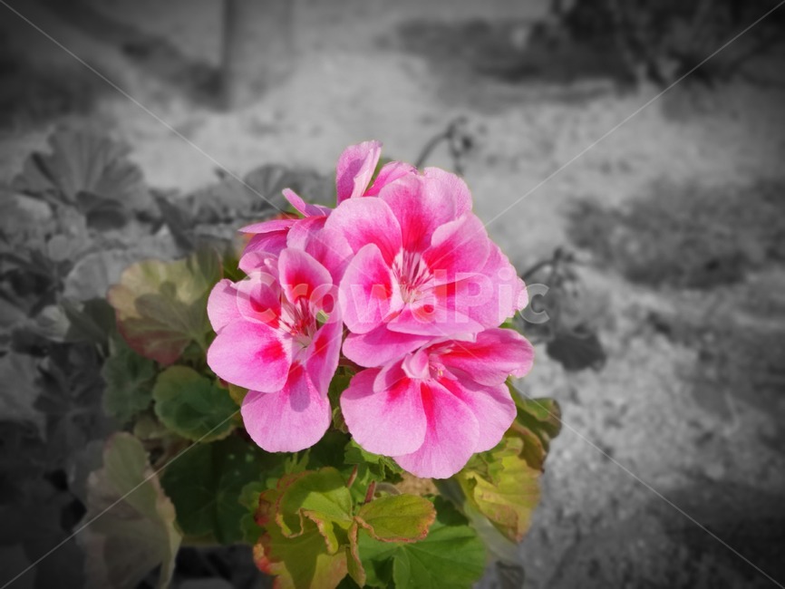 blossom,꽃,식물,flower,분홍,제라늄,식물,자연,plants,nature