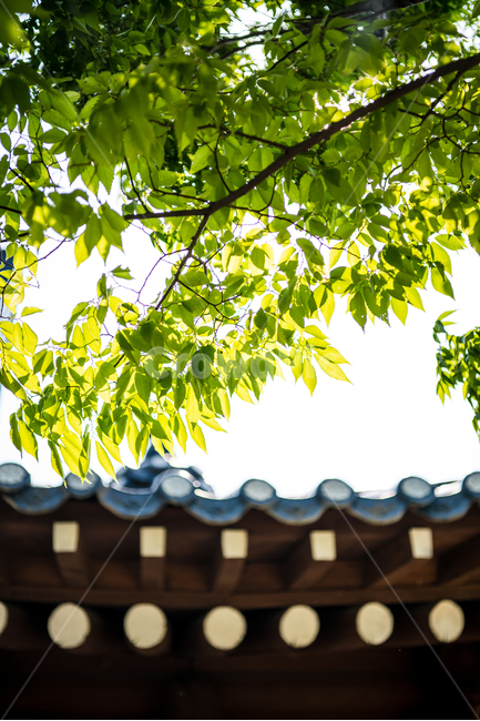 leaf,잎,plant,식물,한옥,한국전통,한국문화,korean traditional,korean culture,식물,자연,plants,nature