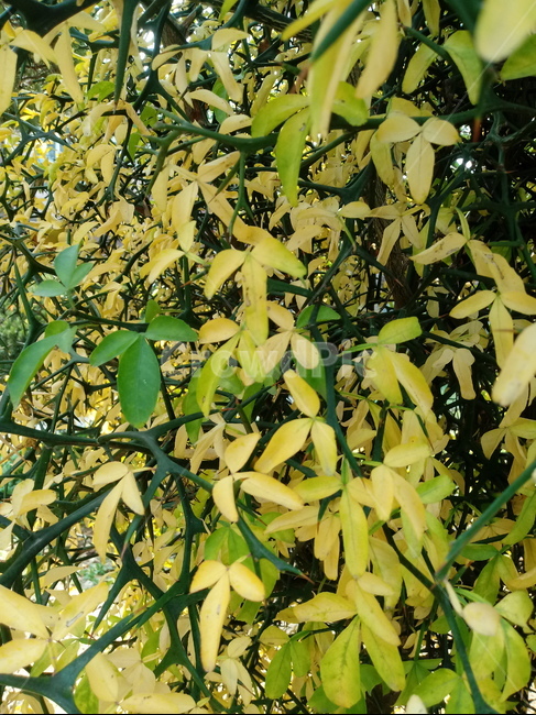 가을,단풍,낙엽,maple,plant,식물,단풍나무,단풍잎,leaf,잎,tree,나무,계절,fallautumnseason,가을단풍,자연,풍경,경치,가을,계절,fall,autumn,season,식물,자연,plants,nature,나무,trees,wood