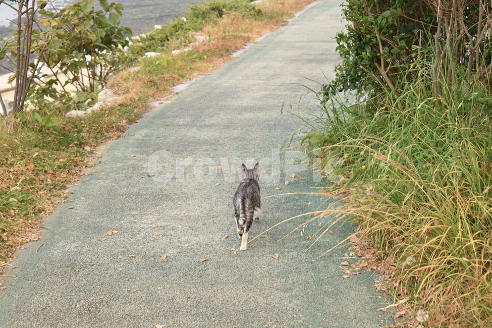 고양이,길,뒷모습,동물,자연,동물,animal,포유류,mammal,고양이,cat,kitten,kitty