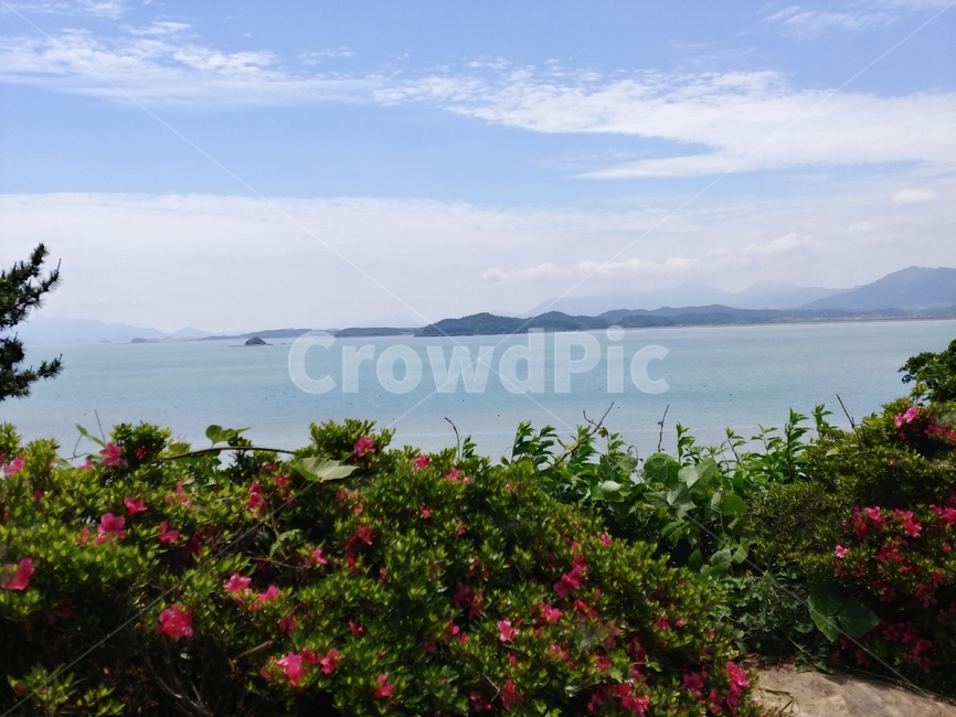 강진,풍경,자연,식물,바다,하늘,sky,nature,sea,꽃,flower