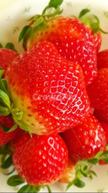딸기,생딸기,딸기축제,하우스딸기,딸기농장,strawberry,과일,음식,food,음식,식재료,요리,food,cook,meal,dishes,food reserves