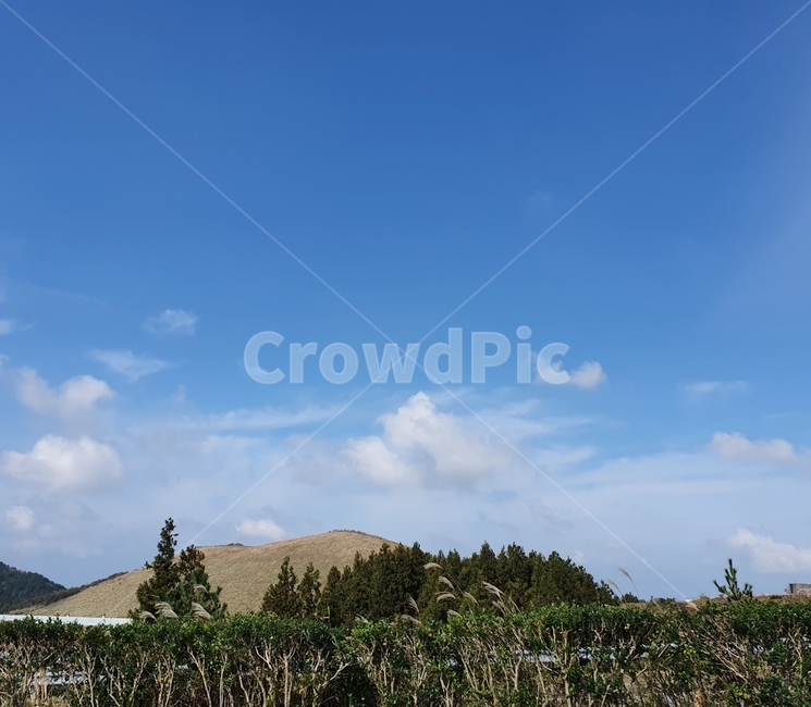 tree,나무,plant,식물,fir,전나무,outdoors,옥외,구름,하늘,sky