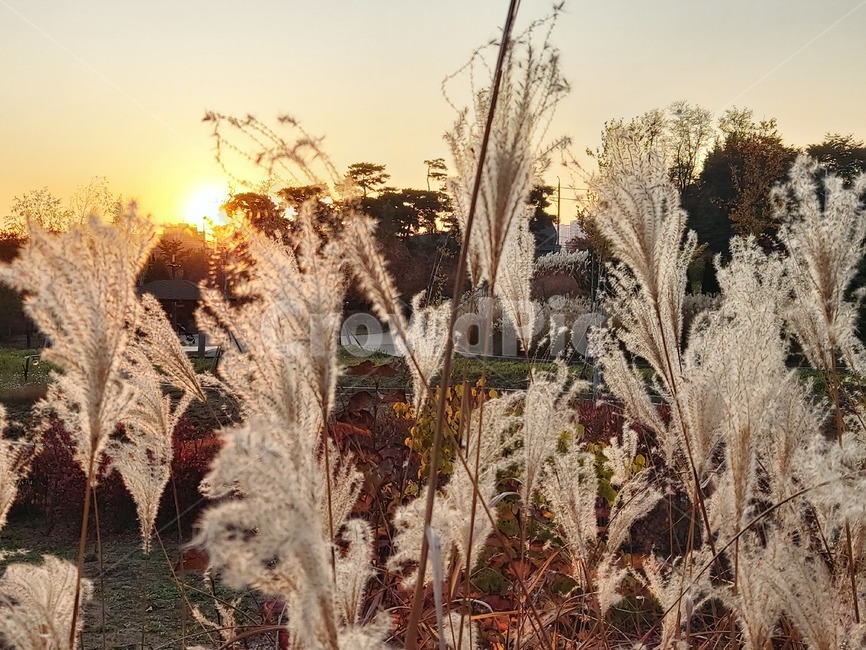 가을,옥외,식물,자연,autumn,outdoors,plant,nature,해질녘,sunset,단풍,억새,갈대