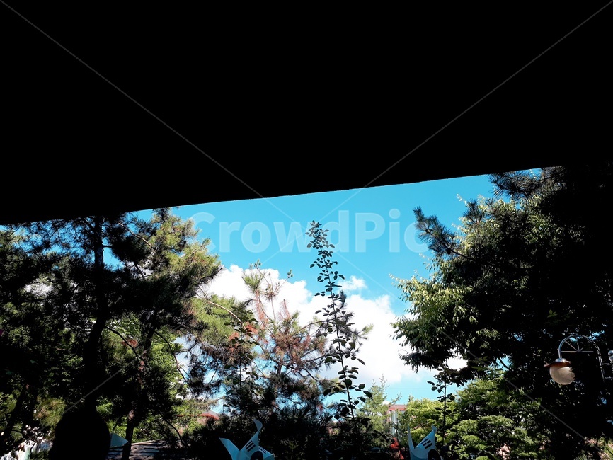 구름,나무,식물,plant,트리,자연,풍경,tree