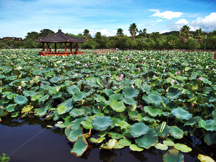 연꽃,연화지,제주,하가리,애월,연화못,연잎,여름,자연,관광지,자연,풍경,nature,landscape,한국자연풍경,한국자연경관,korea nature landscape,plant,식물,blossom,꽃,flower