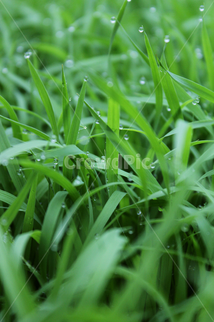 빗방울,wet,clean,closeup,drop,farm,field,fresh,grass,green,greenrice,grow,lawn,meadow,nature,nobody,outdoor,pattern,plant,rain,rice,spring,texture,water,waterdrop,초록색,물,녹색,그린,모,모내기,벼,싹,새싹,풀,잔디,풀밭,이슬,젖은,젖어있는,잔디밭,클로즈업,봄,비오는날,물방울,자연,블러,아웃포커스,포커스아웃,식물,농사,논농사,잎,잎사귀,나뭇잎,풀잎,식물,자연,plants,nature,비,비오는날,rain,rainy