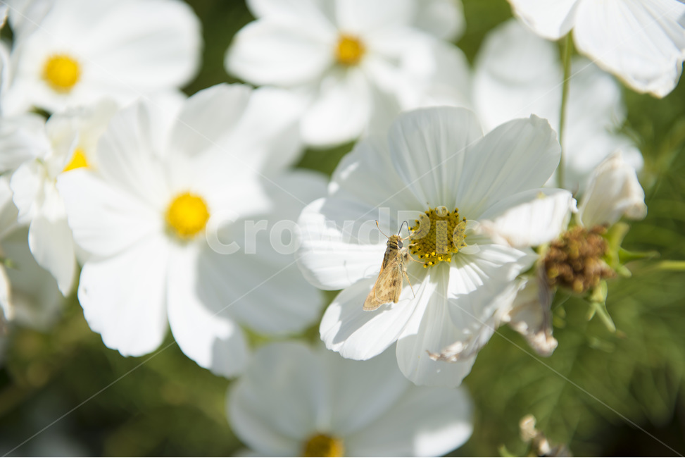 꽃,흰색,곤충,박각시,식물,식물,자연,plants,nature,꽃,flower,곤충,벌레,insect,bug