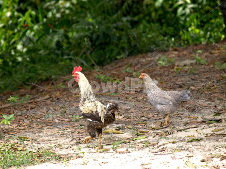 닭,암닭,수닭,chicken,hen,cock,동물,animal,조류,새,birds