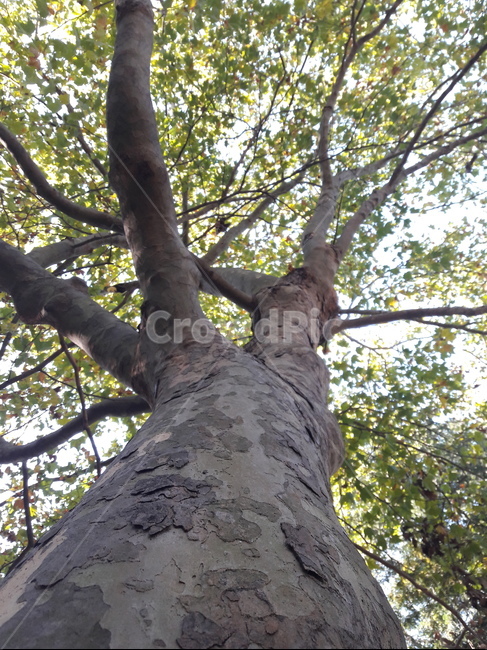 tree,나무,plant,식물,treetrunk,나무줄기,oldwoodtexture,나무,trees,wood