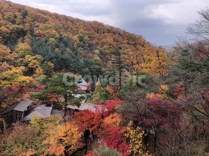 단풍,단풍숲,단풍놀이,화담숲,풍경,가을풍경,가을,계절,fall,autumn,season,tree,나무,plant,식물,fir,전나무