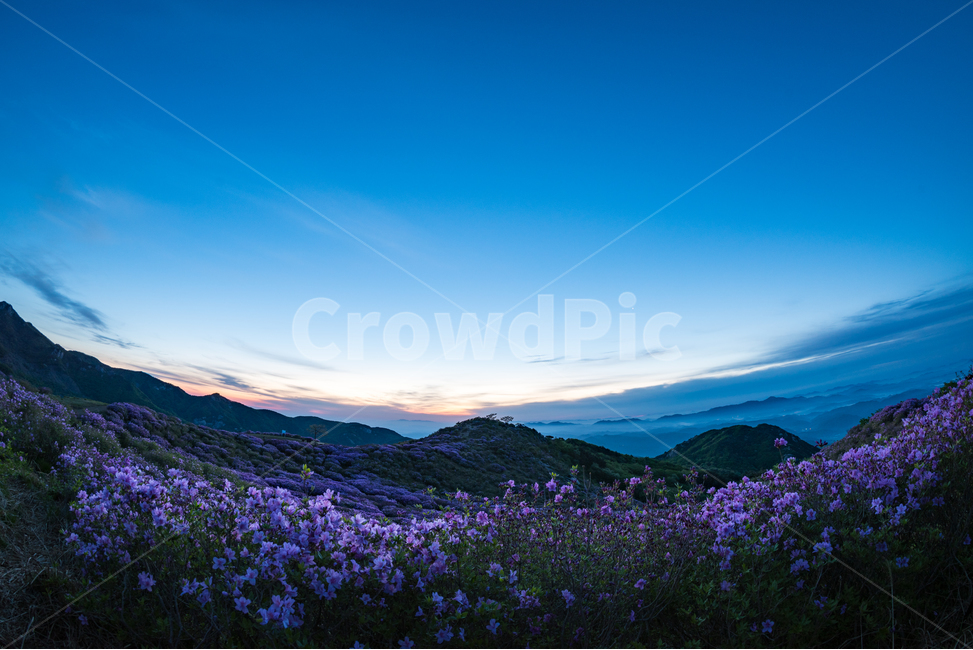 철쭉,꽃,운해,구름,하늘,산,봄,황매산,축제,flower,sky,mountain,spring,festival,cloud,sun,sunrise,일출,해,태양,노을,봄,계절,spring,season,자연,풍경,nature,landscape,한국자연풍경,한국자연경관,korea nature landscape,outdoors,옥외