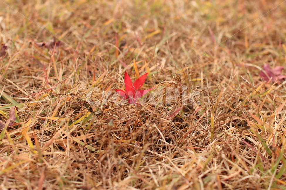 가을,낙엽,단풍,잔디,붉은단풍,가을,계절,fall,autumn,season,plant,식물,leaf,잎,ground,바닥