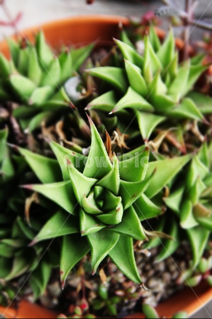 식물,다육이,자연,힐링,편안,선인장,식물,자연,plants,nature