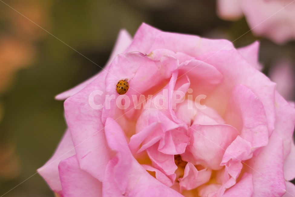 ladybug,장미,무당벌레,꽃,곤충,bug,rose,flower