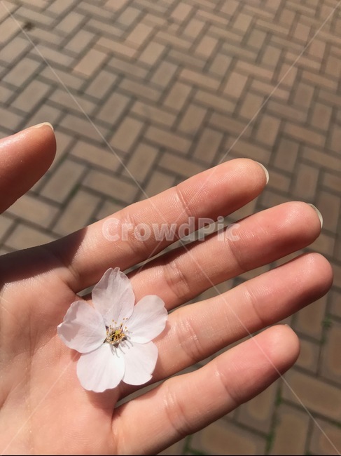 벚꽃,봄,꽃,감성,자연,신체일부,몸,body