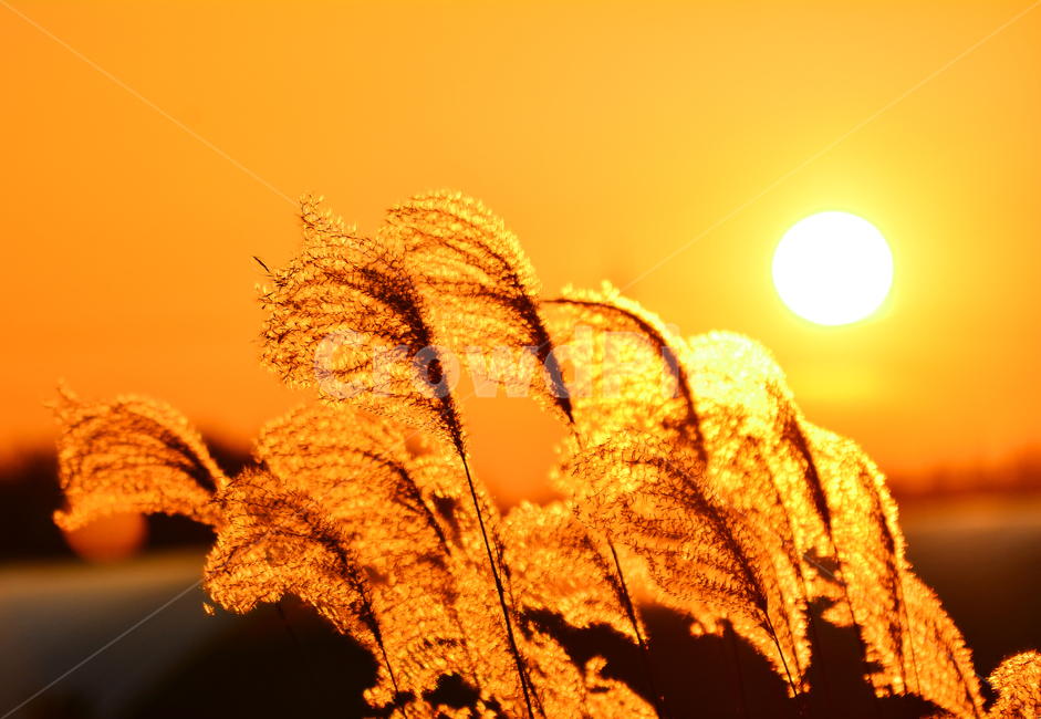 억새,석양,노을,가을,일몰,가을서정,가을분위기,11월,시즌,계절,fall,autumn,background,feeling,emotion,sensible,sun,태양,해,햇빛,역광,빛,라이트,light,배경,바탕,백그라운드,오렌지색,노랑색,yellow,가을,계절,fall,autumn,season,자연,풍경,nature,landscape,grass,잔디,plant,식물,sunlight