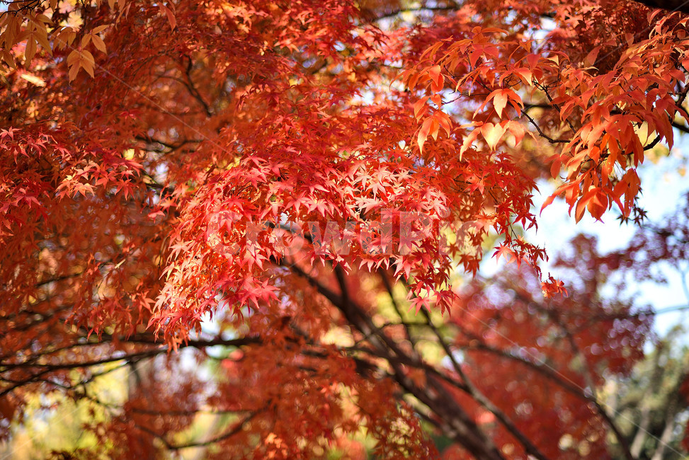 단풍,단풍잎,식물,단풍나무,가을,붉은,가을,계절,fall,autumn,season