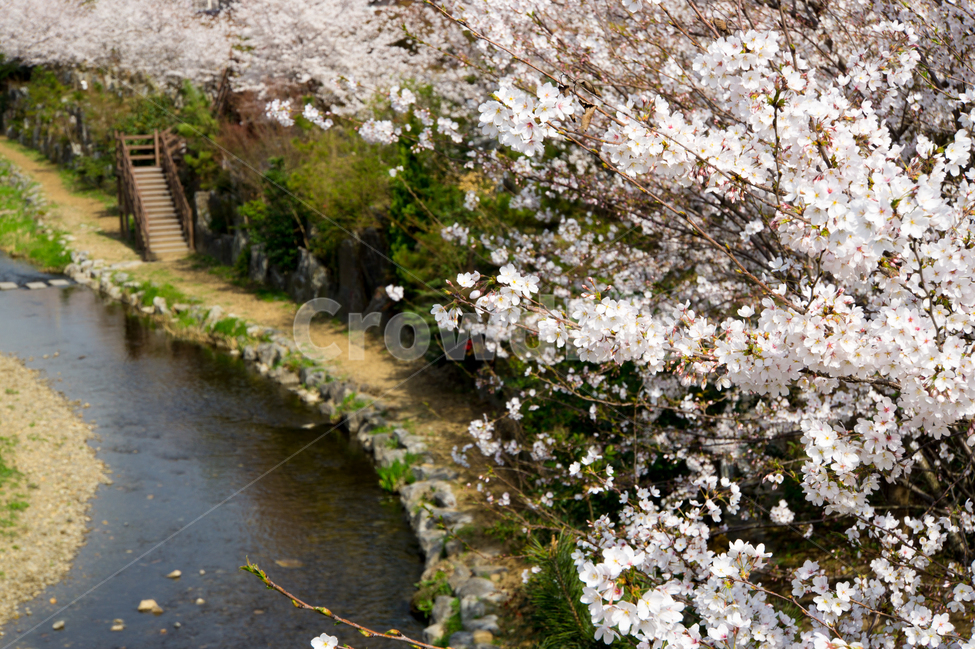 봄,벚꽃,나무,식물,자연,울산,무거천,풍경,봄,계절,spring,season,자연,풍경,nature,landscape,한국자연풍경,한국자연경관,korea nature landscape,plant,blossom,꽃,flower