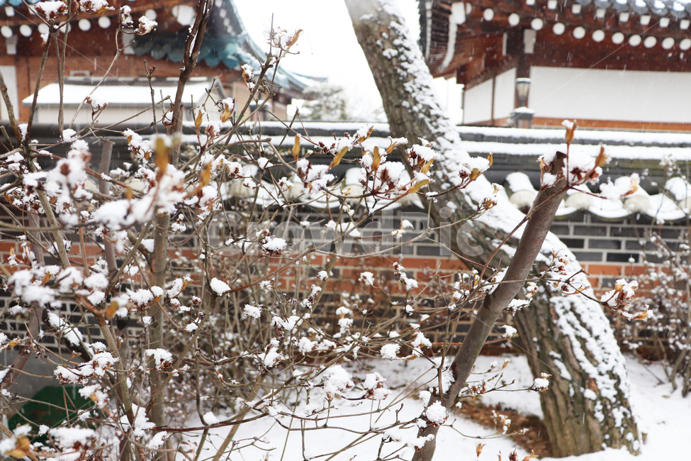 설경,눈밭,한옥,겨울한옥,한국전통,자연,snow,nature,plants,식물,겨울,한국겨울,겨울,계절,winter,season