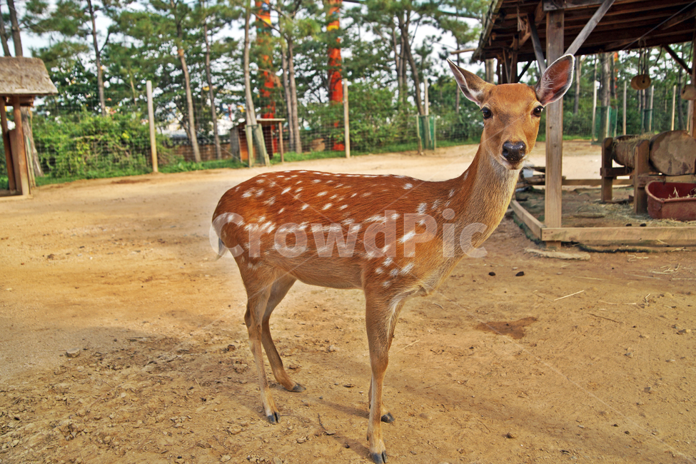 꽃사슴,사슴,동물,반점,월미공원,대륙사슴,매화사슴,포유동물,동물,animal,포유류,mammal