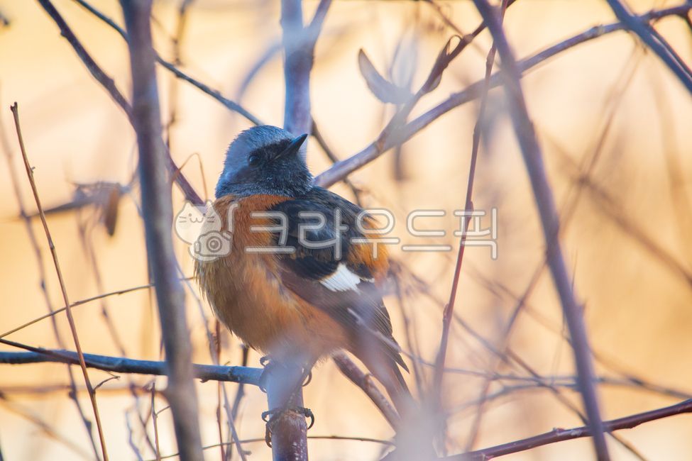 딱새,새,조류,동물,daurianredstart,야생조류,자연,야생동물,야생,환경,생태계,겨울,수컷,수컷딱새,딱새수컷,깃털,부리,날개,나뭇가지,나무,야외,redstart,flycatcher,bird,animal,wildfowl,wildlife,cute,nature,natural,male,branch,branches,tree,wild,ecosystem,environment,birds,winter,beak,feather,feathers,wing,wings,plumage,avian,outdoor,outdoors