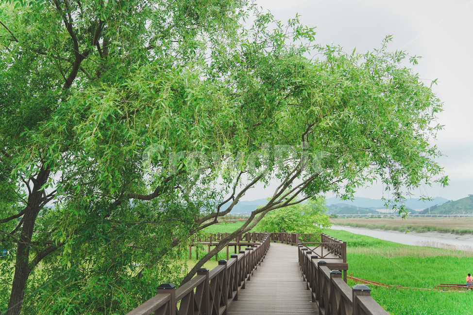 순천만습지,순천만,습지,녹색,자연,여름,순천,풍경,자연,풍경,nature,landscape,bridge,다리,boardwalk,산책로,building,건물