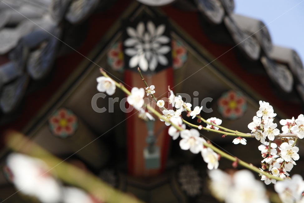 plant,식물,flower,꽃,blossom,처마,벗꽃,흰꽃,봄꽃