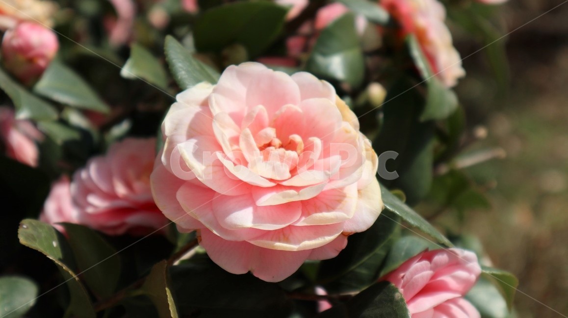 장미,꽃,장미꽃,식물,봄,plant,rose,flower,분홍색,pink,pinkflower,spring,blossom,동백꽃
