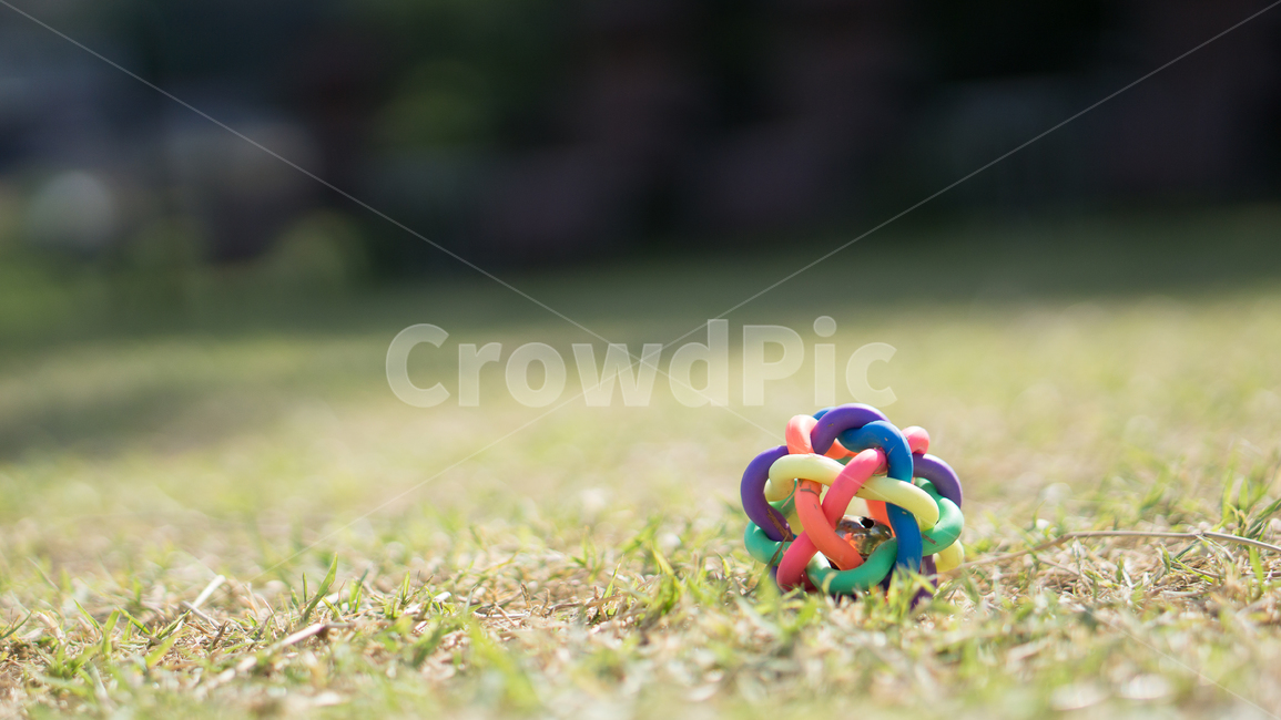 잔디,식물,grass,장난감,공,애견장난감,사물,물건,오브젝트,thing,object,matter
