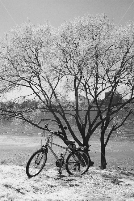 nature,자연,outdoors,옥외,tree,나무,한강고수부지,적외선,적외선카메라,적외선사진,infrared,적외선필터,흑백,흑백사진,사이클,바이크,bicycle,bike,자전거