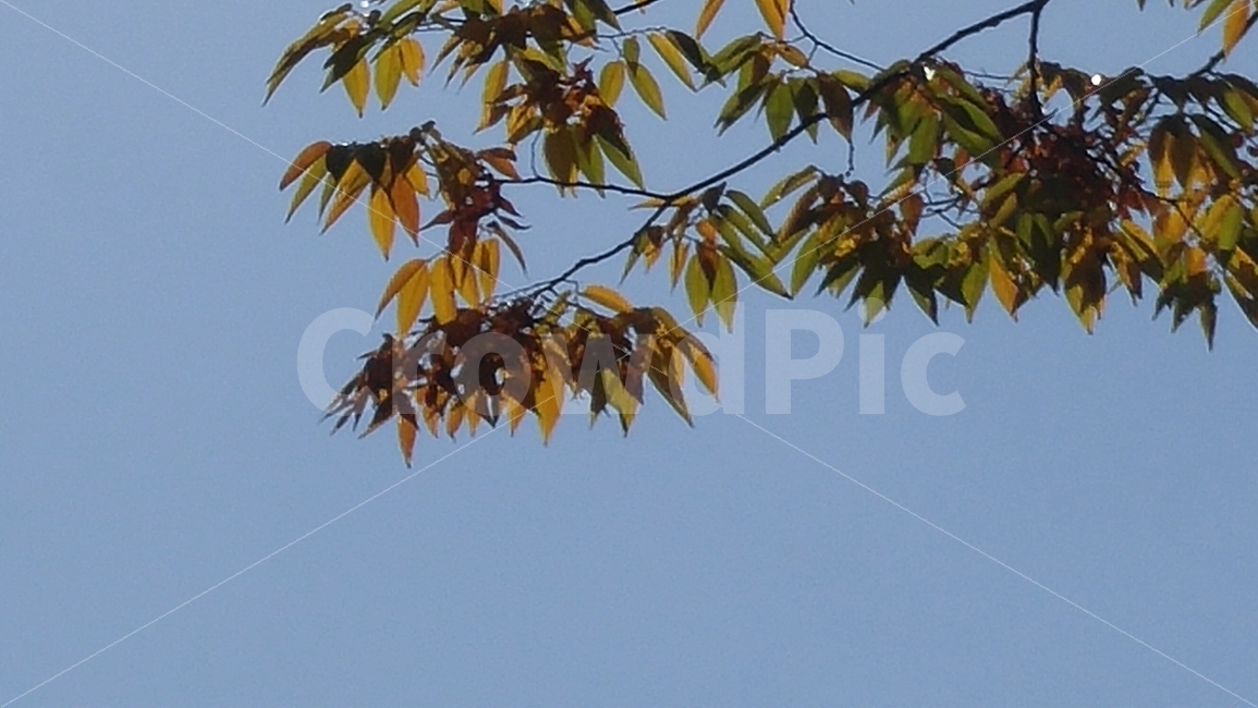 가을,계절,단풍,낙옆,하늘,자연,세월,이미지,가을,계절,fall,autumn,season,식물,자연,plants,nature