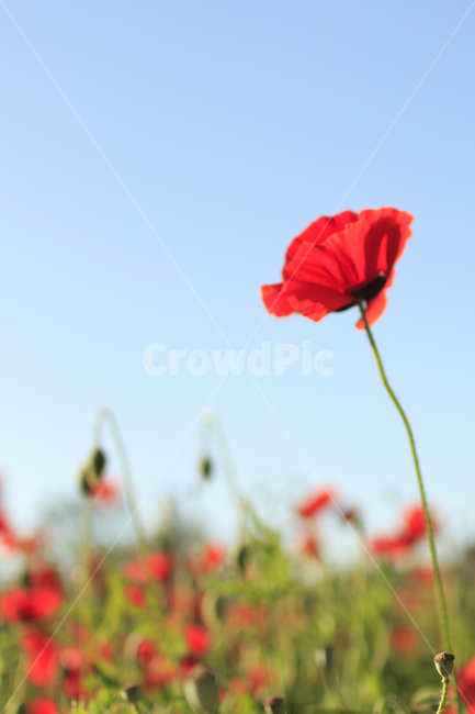 양귀비,꽃,flower,poppy,red,빨간꽃,붉은색,식물,자연,plants,nature,꽃,flower