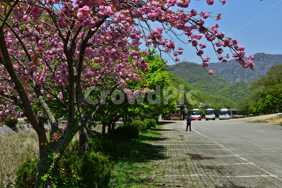 person,사람,human,인간,garden,정원,장성,백양사,봄,계절,연두색,outdoors,옥외,nature,자연,plant,식물,blossom,flower,꽃,왕벚꽃,벚꽃