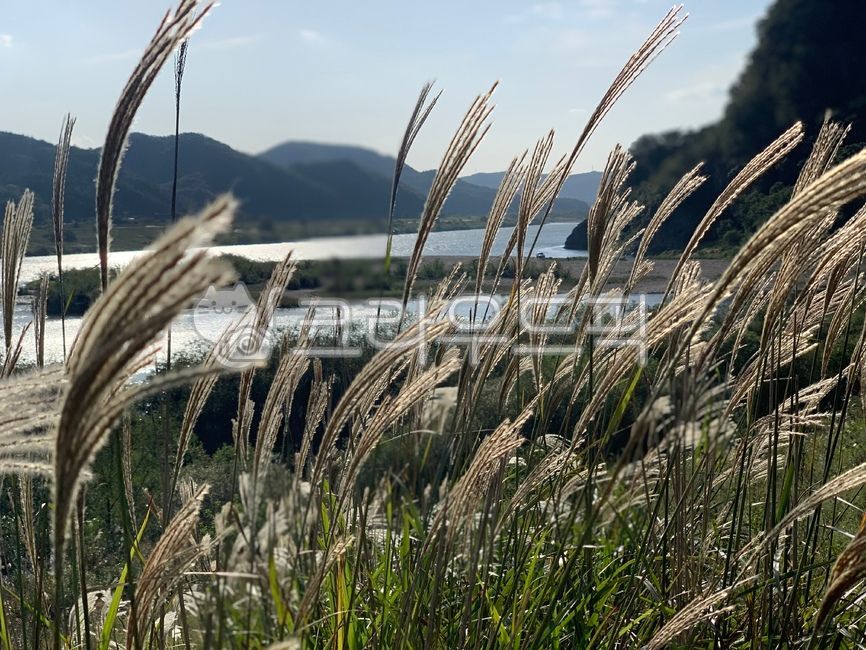 갈대, 자연, 갈대밭, 식물, grass, 사진,이미지,일러스트,캘리그라피 - 호랑이86작가