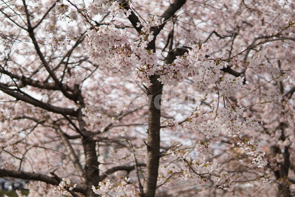 벚꽃,봄,꽃,사쿠라,플라워,봄,계절,spring,season,plant,식물,flower,blossom,cherry blossom