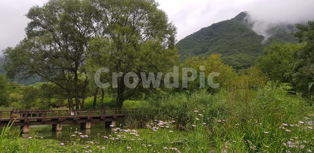 자연,nature,공원,나무,초록,다리,자연,풍경,nature,landscape,outdoors,옥외