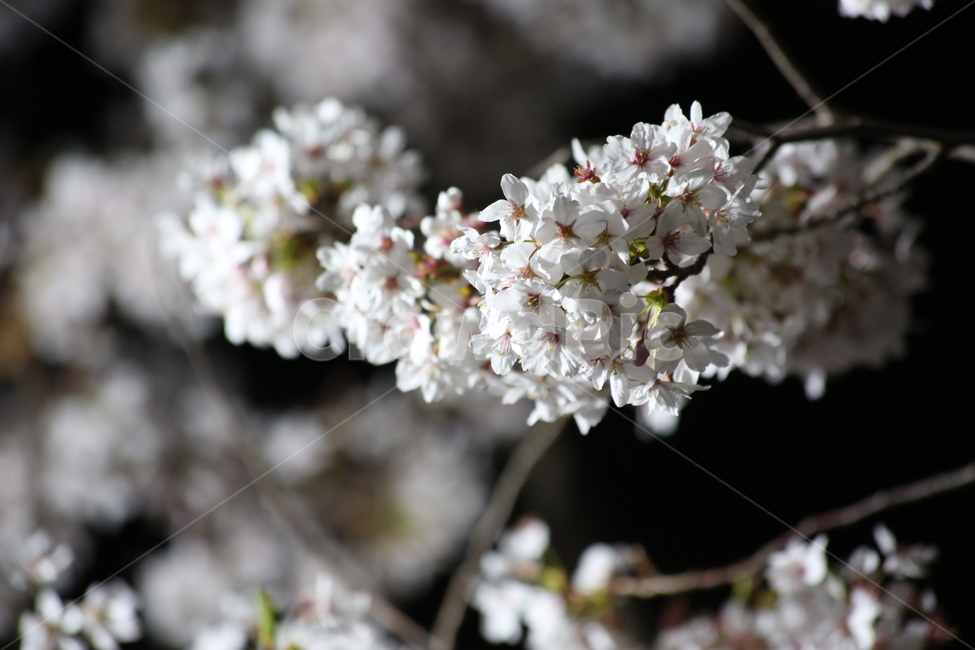 봄,벚꽃,야경,꽃,야간촬영,흰색,흰꽃,봄,계절,spring,season,식물,자연,plants,nature,꽃,flower,plant,blossom