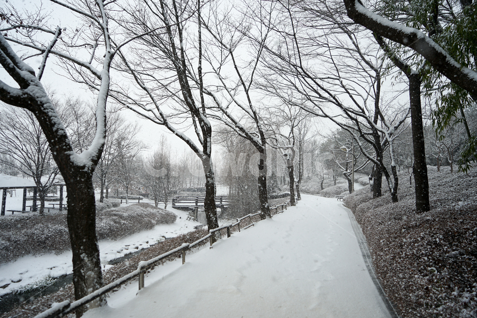 겨울,눈,흰눈,설경,풍경,나무,계절,호수공원,nature,자연,outdoors,옥외