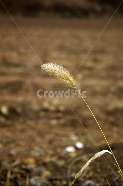 겨울,winter,강아지풀,풀,식물,식물,자연,plants,nature