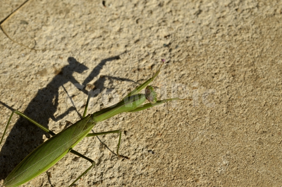 사마귀,곤충,여름,당랑권,여치,벌레,무술,무예,동물,동물,animal,곤충,벌레,insect,bug