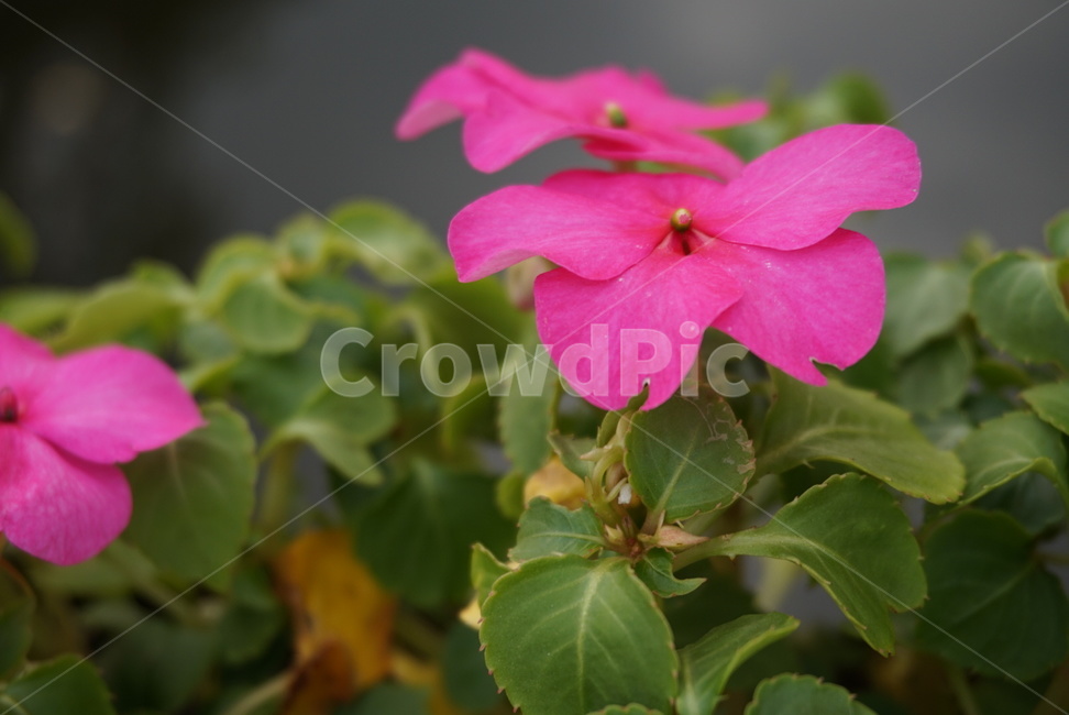 blossom,flower,꽃,분홍색꽃,자연,식물,식물,자연,plants,nature,꽃,flower
